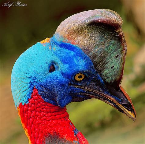 Northern Cassowary - a photo on Flickriver