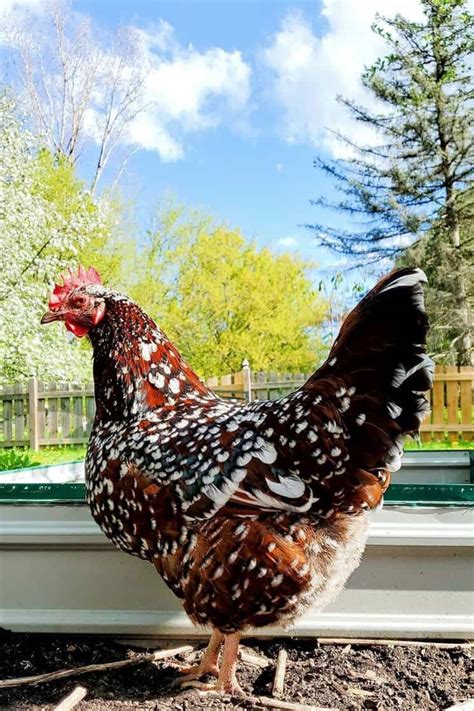 Speckled Sussex: Eggs, Height, Size and Raising Tips