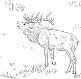 Bull elk coloring Pages Download And Print For Free sketch template