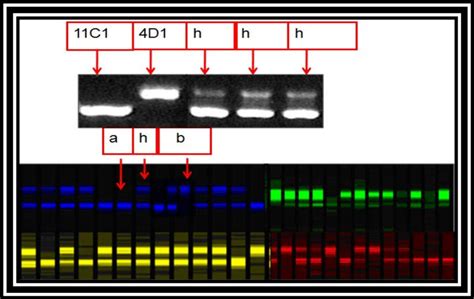 Examples of SSLP genotyping. | Download Scientific Diagram