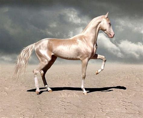 rare horse breeds – Google Поиск | Akhal teke horses, Rare horses, Most ...