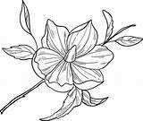 Magnolia Flower Coloring Pages  sketch template