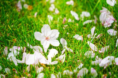 Scattered Cherry Blossoms On Green Grass In Spring Picture And HD Photos | Free Download On Lovepik