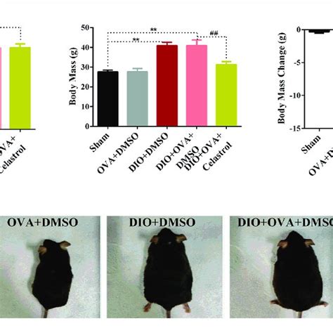 | Celastrol reduces body mass of obese asthmatics mice. (A) C57BL/6 ...