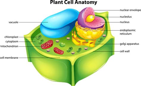 Duckweed | Science | Image | PBS LearningMedia