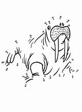 20  Walrus Coloring Pages Free Printable PDF & Online sketch template
