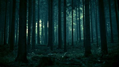 Moody Forest Wallpapers - 4k, HD Moody Forest Backgrounds on WallpaperBat