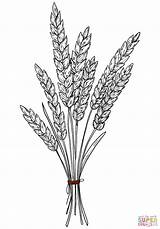 Wheat coloring Page  Free Printable Coloring Pages sketch template