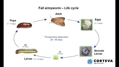 Fall Armyworm Update - Australia - YouTube