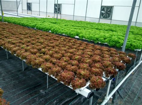 Hydroponics – The Profitable way of Growing