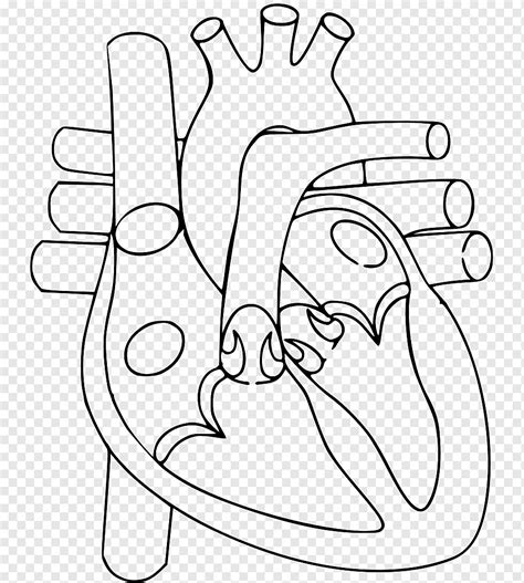 Coração Corpo humano diagrama de anatomia Sistema circulatório, coração, ângulo, branco ...