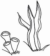 Seaweed Drawing At GetDrawings  Free Download sketch template