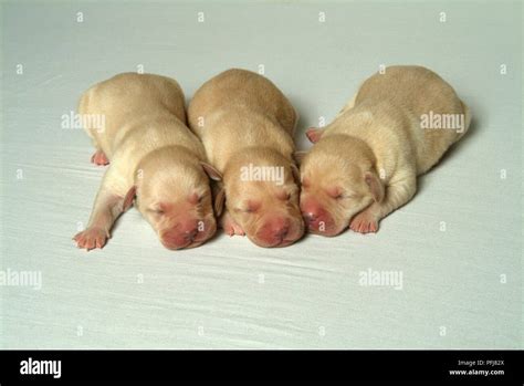 Three newborn Labrador puppies sleeping Stock Photo - Alamy