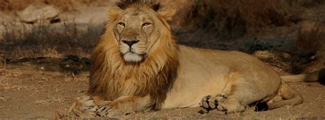 Gir Forest National Park, Gir Wildlife Sanctuary, Gujarat India