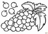 Grape coloring Page  Free Printable Coloring Pages sketch template