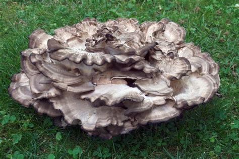 Black Staining Polypore: Identification and Foraging Guide - Mushroom ...