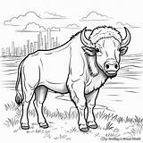 Buffalo Coloring Pages  Free & Printable sketch template