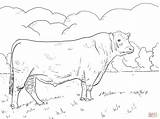 Angus Bull coloring page  Free Printable Coloring Pages sketch template