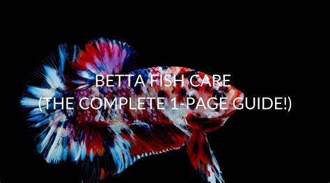 Betta Fish Care (The Complete 1-Page Guide!) - Betta Care Fish Guide