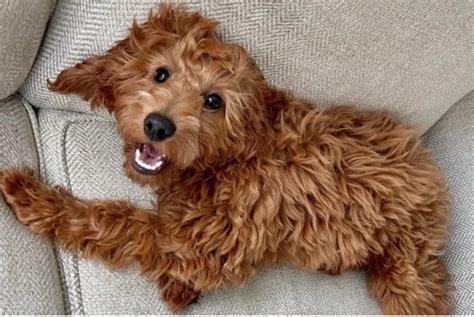 Irish Doodle: The most desirable of designer dogs? | Celtic Titles