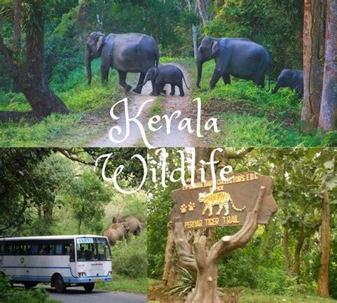 Kerala having beautifull Wildlife with land of mountains, rivers, lakes, waterfalls and ...