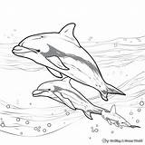 Dolphin Coloring Pages  Free & Printable sketch template