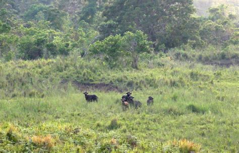 Conservation Progress for the Philippine Endemic Tamaraw — Reverse the Red