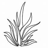 Kelp Coloring Page sketch template