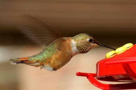 Hummingbird feeding | Bee hummingbird, Hummingbird, Bird