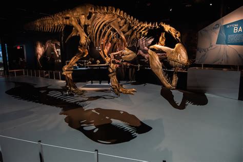 Major New Interactive T. Rex Exhibition to Launch Museum of Natural History’s Anniversary ...