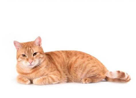 Paralysis in Cats | PetMD