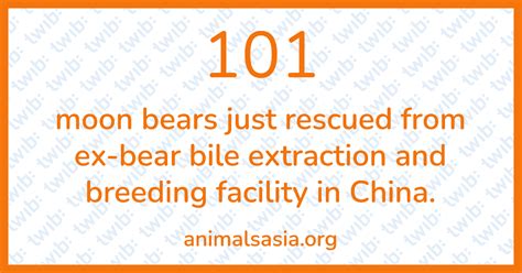 101 moon bears just rescued from ex-bear bile extraction and breeding facility in China. | twib.news