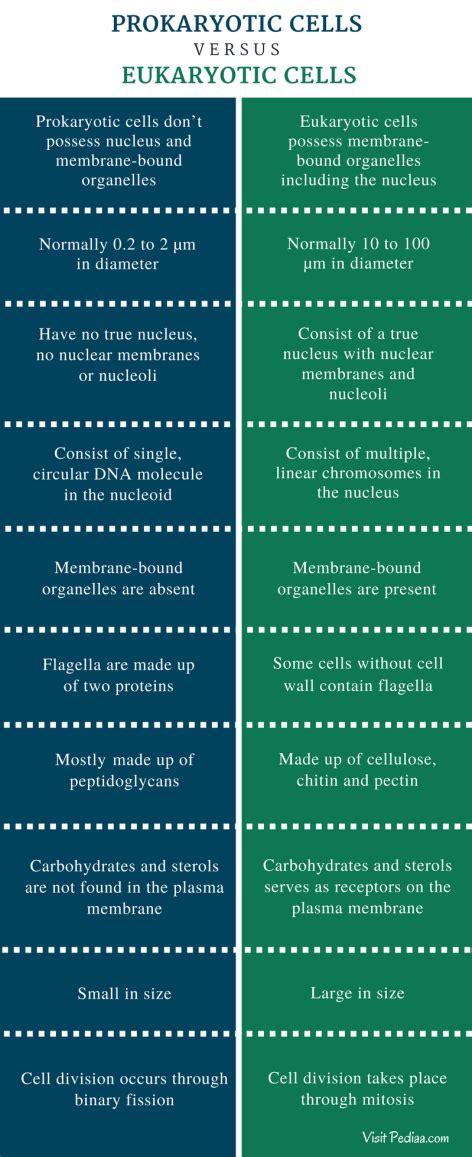 Difference Between Prokaryotic and Eukaryotic Cells | Structure ...