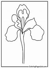 Iris Coloring Pages 20 Free PDF Printables  List sketch template