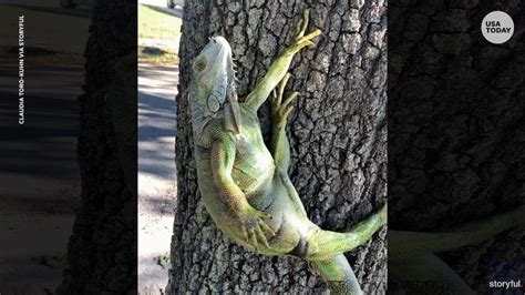 Falling iguanas in Florida: Chilly temperatures could lead to bizarre ...