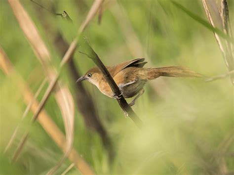 The Jungle Babbler and its Six Sisters - Bird Count India