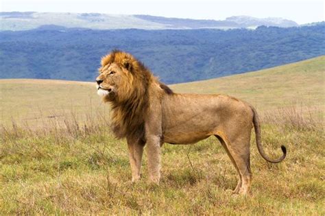 Ngorongoro Conservation Area | Serengeti, Wildlife & Crater | Britannica