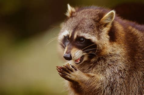 Las otras especies invasoras. Por el Equipo Técnico de Ciencia y Caza - Cazawonke - CAZA y SAFARIS