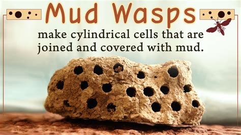 Mud Wasp Nest Removal - Home Quicks