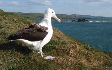 Albatross security defended after disappearance of eggs | RNZ News