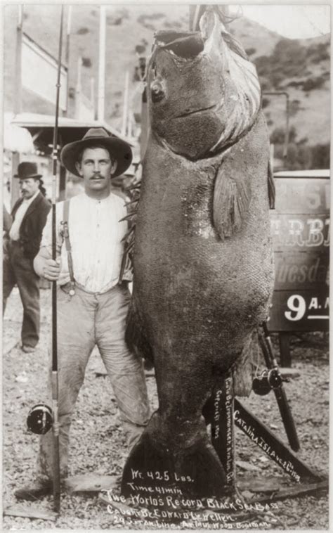 Giant (Black) Sea Bass - Pier Fishing in California