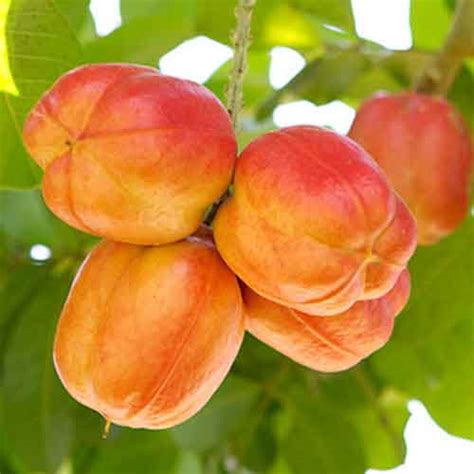 Ackee fruit | Nutrition facts-Ackee fruit | Health benefits