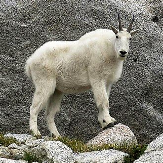Mountain goat - Wikipedia