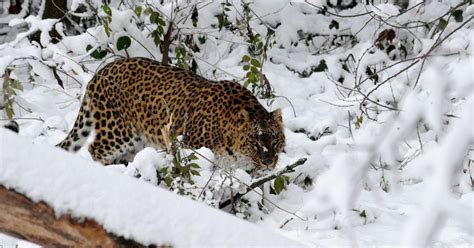 Man vs animal: What is driving bears and leopards out of forests in Kashmir?