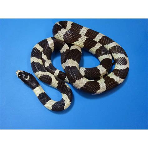 Black & White California King Snake (banded) -baby - Strictly Reptiles