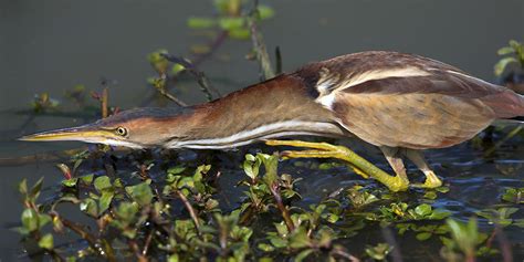 The last of the least bittern? | Ontario Nature