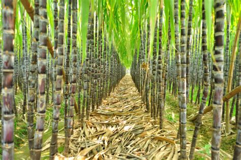 Sugar Cane Farm | www.pixshark.com - Images Galleries With A Bite!