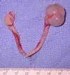 Ovarian surprise. - Kennett Veterinary Clinic