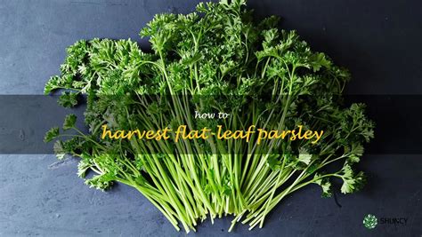 A Step-By-Step Guide To Harvesting Flat-Leaf Parsley | ShunCy