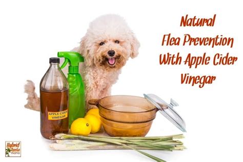 Natural Flea Prevention and Control with Apple Cider Vinegar | Hybrid Rasta Mama